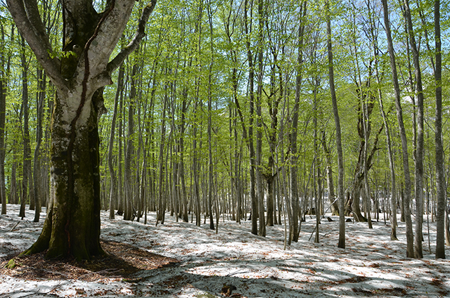 Takedai Forest Preserve for Nature Education