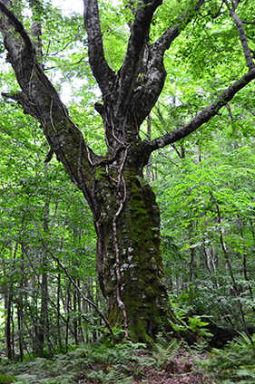 Takedai's 400-year-old beech