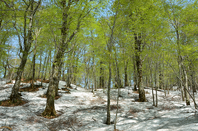 藤里駒ケ岳　樺岱コース　（中級登山）