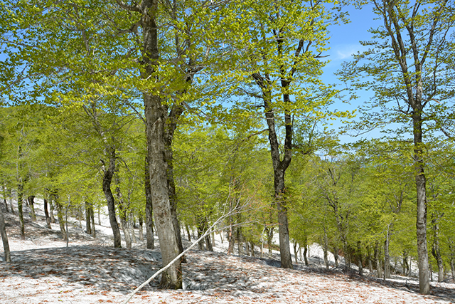 Shirakami-Sanchi - Natural World Heritage Site