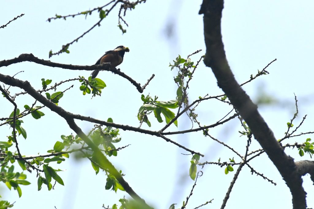 木の枝にとまり餌を加えているヤマガラ