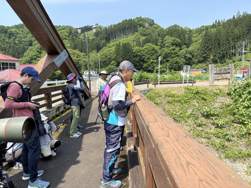 坊中橋から藤琴川の砂州を見下ろす参加者たち